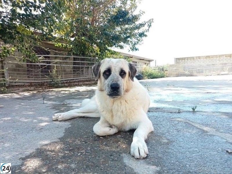 El refugio de la DPZ brinda hogar a 181 perros abandonados y coloca 140 en adopción en 2023.