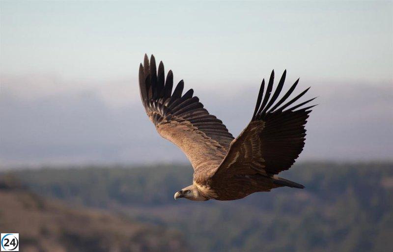 SEO/BirdLife organiza una excursión para avistar aves en la Sierra de Guara