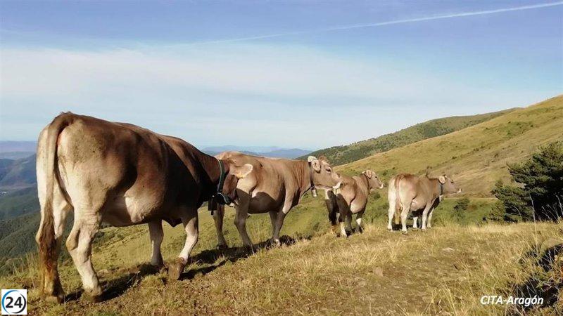 Finca de 'La Garcipollera' del CITA se convertirá en centro de referencia para estudiar la evolución de la EHE.
