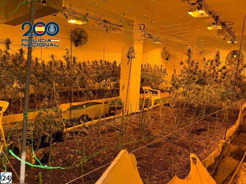 Siete arrestados por decomiso de 21 kilos de marihuana de 946 plantas