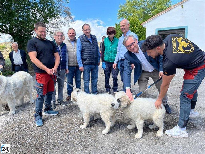 La Diputación de Teruel (DPT) distribuye cachorros de mastín del Pirineo en programa de cría.