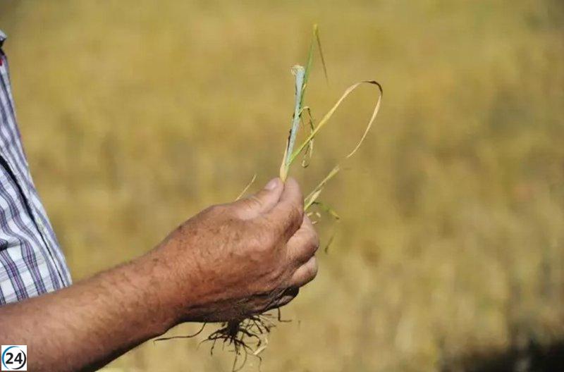 Sequía afecta a más de 30.000 hectáreas en Huesca Oriental, según UAGA-COAG.