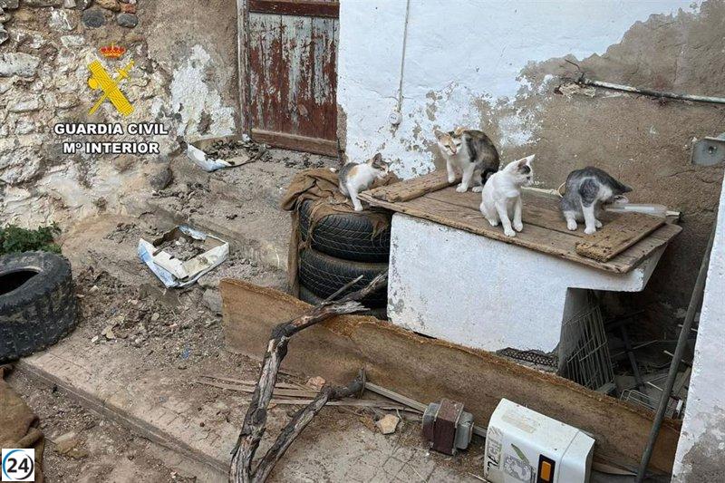 Dos hombres son investigados por maltrato a numerosos gatos en Bulbuente.