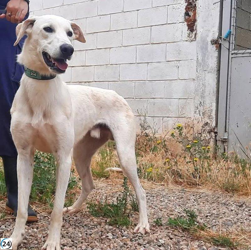 La DPZ impulsa la adopción de perros de Movera en estas fiestas navideñas.