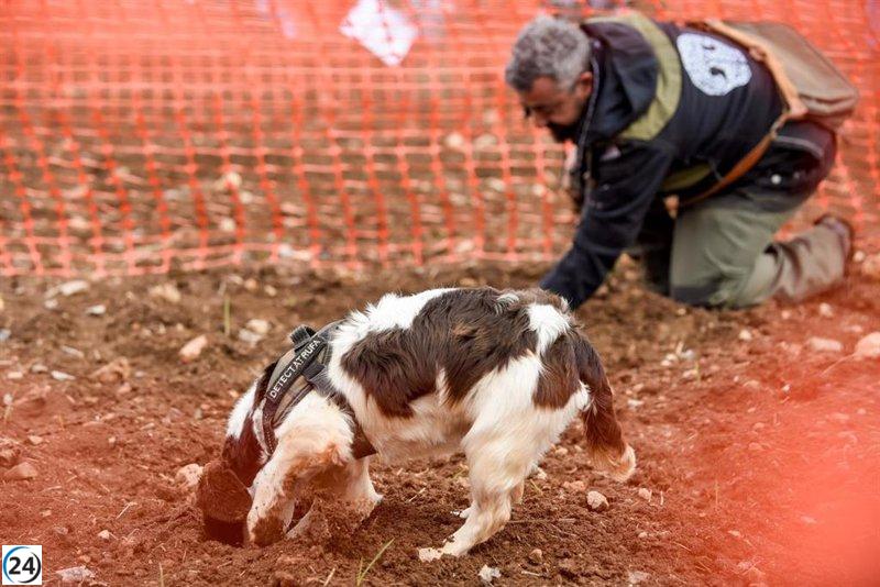Participantes de Italia y EE. UU. se unirán al Concurso Nacional de Caza de Trufa en Campo de Daroca.