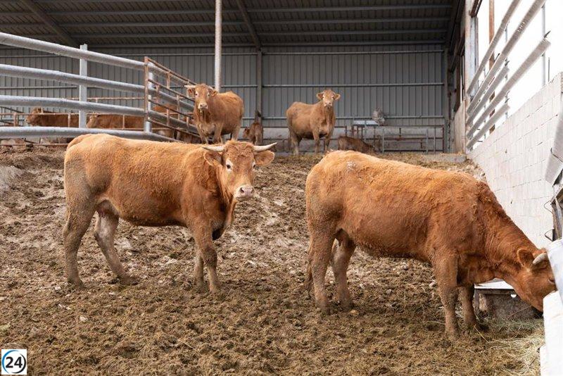 Aragón compra 300,000 dosis de vacuna contra la Lengua Azul.