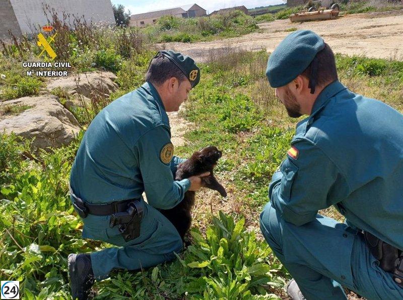 Investigan a adolescente por presunto maltrato animal en colegio de Huesca.