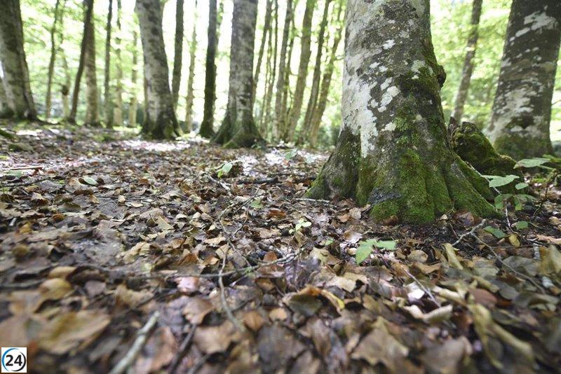 Un informe revela que el 83% de los aragoneses están alarmados por el deterioro de los bosques y sus efectos.