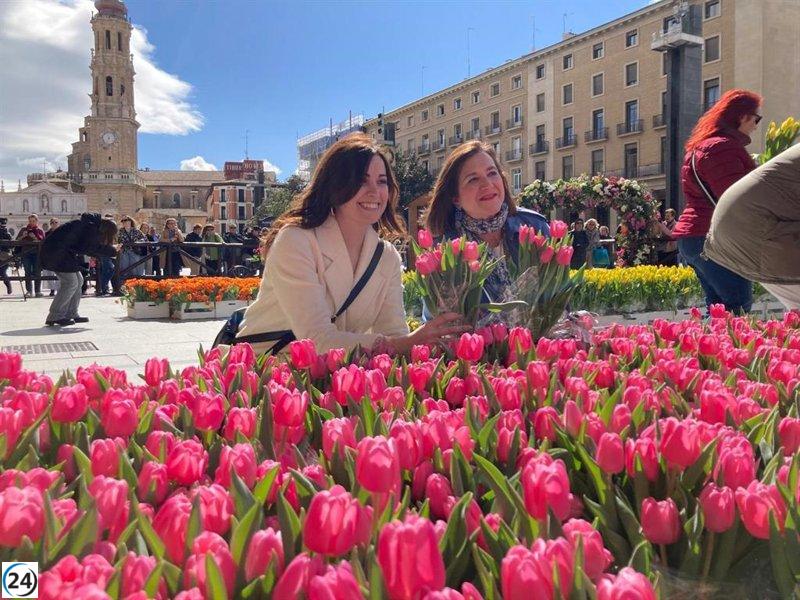 El mercado de tulipanes alegra una mañana ventosa en la Plaza del Pilar.