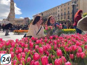 El mercado de tulipanes alegra una mañana ventosa en la Plaza del Pilar.