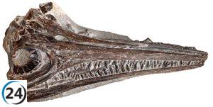 Hallazgo en Portugal: Nueva especie de ictiosaurio del Jurásico Inferior conocida como 'reptil bacalao'