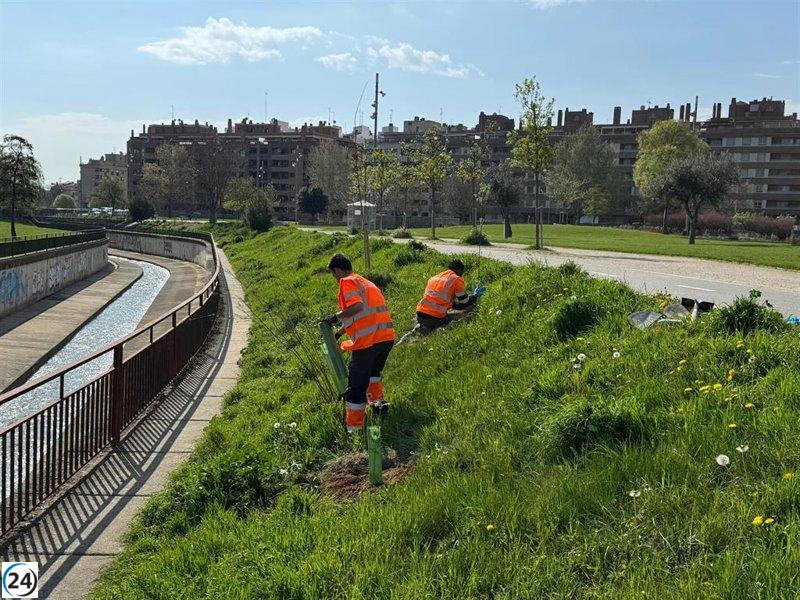 Huesca y la Universidad de Zaragozaembellecen el Parque Universidad con 90 nuevos árboles ribereños.