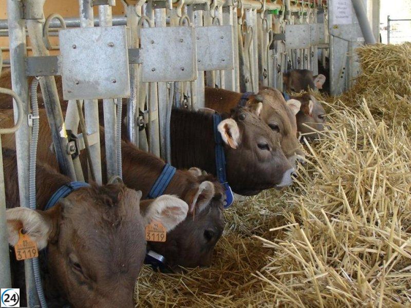 CITA investiga la inclusión de guisante y recursos locales en la alimentación de terneros.