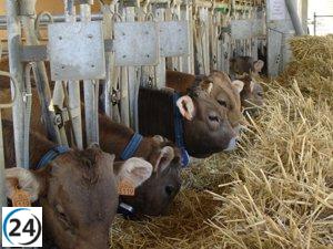 CITA investiga la inclusión de guisante y recursos locales en la alimentación de terneros.