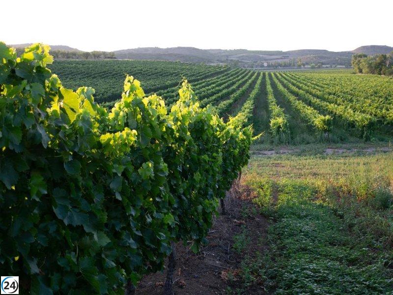 Sanidad Vegetal aconseja tratamientos para combatir el mildiu.