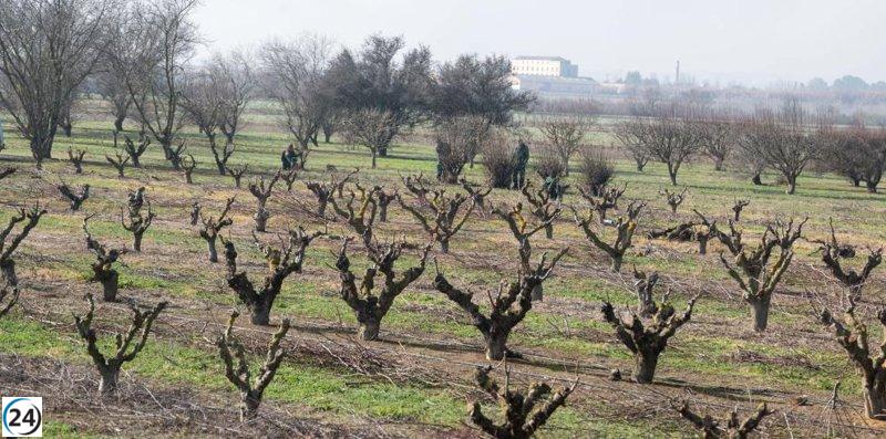 Aragón considera impugnar ante el Tribunal Supremo el decreto del Ministerio de Agricultura sobre ayudas a la sequía.