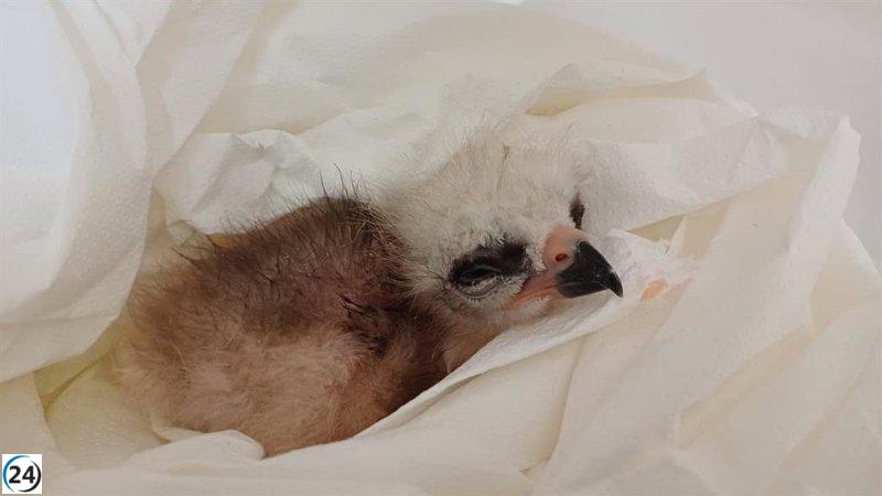 Nace el pollo número 150 de la especie milano real en el pionero programa de cría en cautividad de Aragón.
