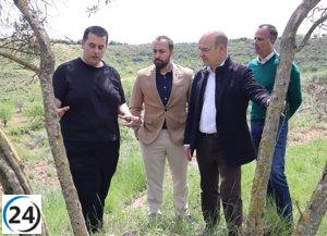Vox reclama protección para olivares históricos ante el crecimiento desmedido de grandes parques de energías renovables.
