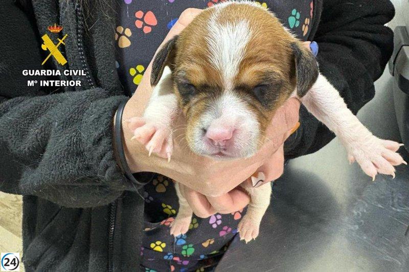 Hombre bajo investigación en Caspe por abandonar cachorros en la basura.