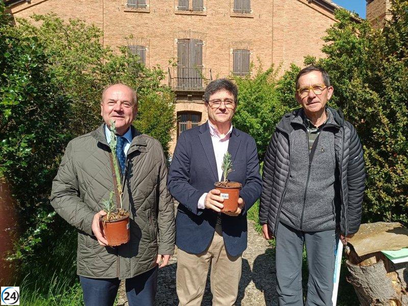 Aragón revive la planta 'Fibigia clypeata' en el Parque Natural de San Juan de la Peña.
