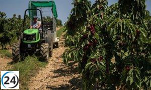 Mercadona planea adquirir 8.500 toneladas de cerezas aragonesas, un aumento del 23% respecto al año anterior.