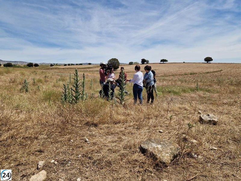 Langosta en Farlete alcanza su fase adulta y se espera que muera en menos de dos semanas.