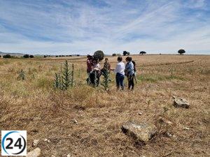 Langosta en Farlete alcanza su fase adulta y se espera que muera en menos de dos semanas.