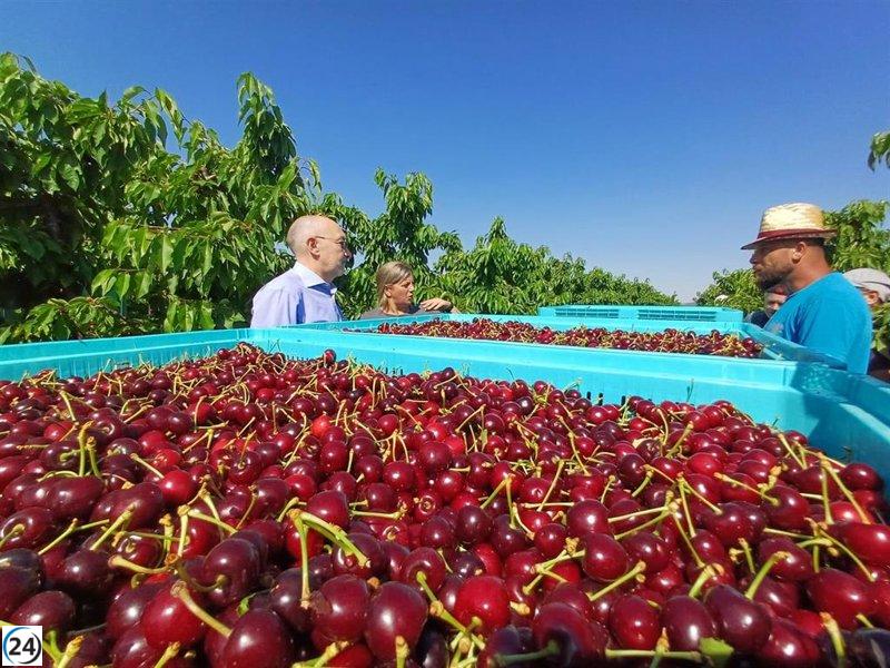 El Gobierno español respalda a la cereza aragonesa para consolidar su posición de liderazgo.