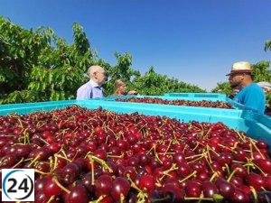 El Gobierno español respalda a la cereza aragonesa para consolidar su posición de liderazgo.