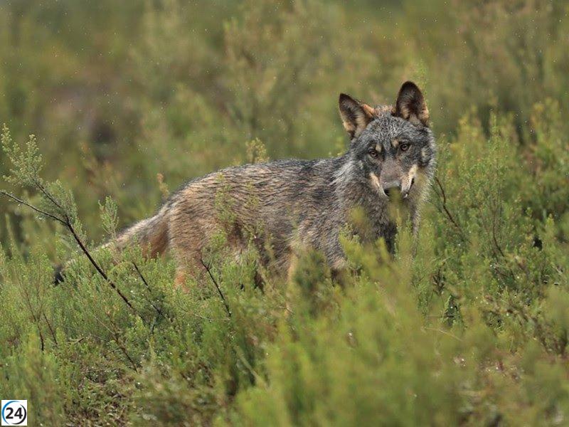 Las Cortes de Aragón piden la eliminación del lobo de la lista de especies protegidas.