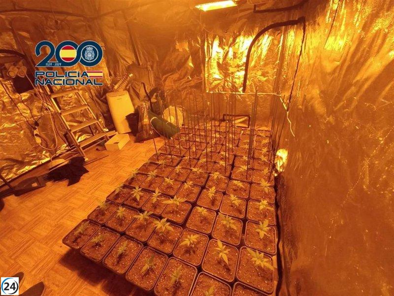 Tres arrestados en Zaragoza por robo de bolso; hallan además cultivo de marihuana.