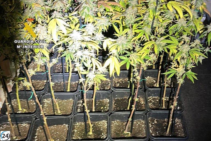 Capturan a un individuo en Puendeluna con un arsenal de 346 plantas de cannabis y 7 kilos de marihuana.