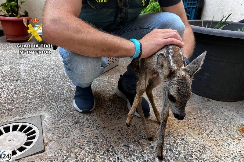 La Guardia Civil encuentra un corzo bebé en una casa del distrito Casablanca en Zaragoza.