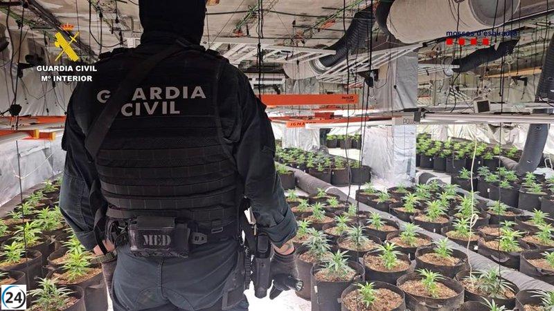 Desarticulada en Aragón y Cataluña una red criminal de cultivo de cannabis por Guardia Civil y Mossos.
