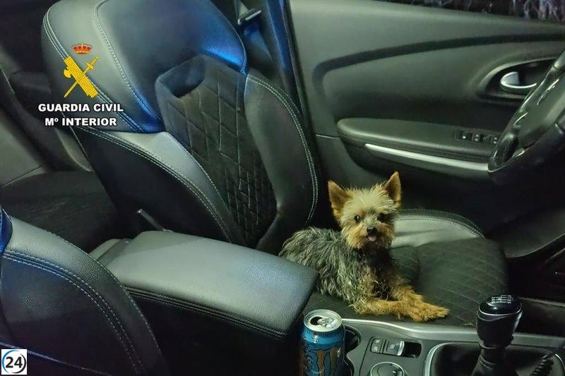 Hombre rescatado gracias a su perro tras caer por un acantilado y resultar herido.
