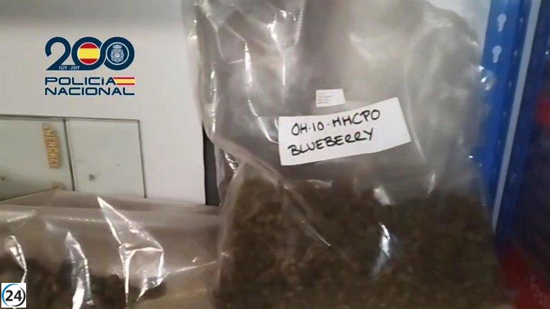 Detenido por utilizar tiendas de cultivo como fachada para el tráfico de cannabis.