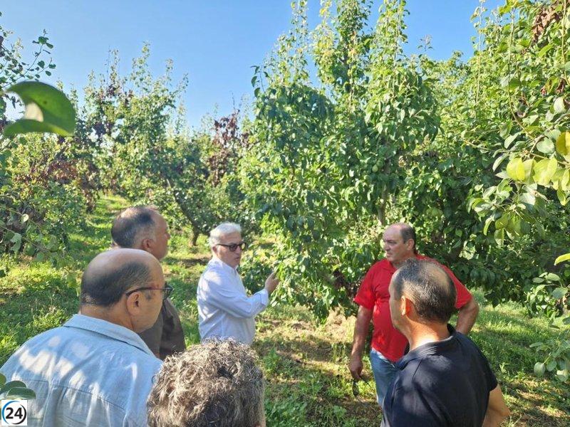 Agricultura lanza estrategia para combatir el fuego bacteriano con nuevas variedades.