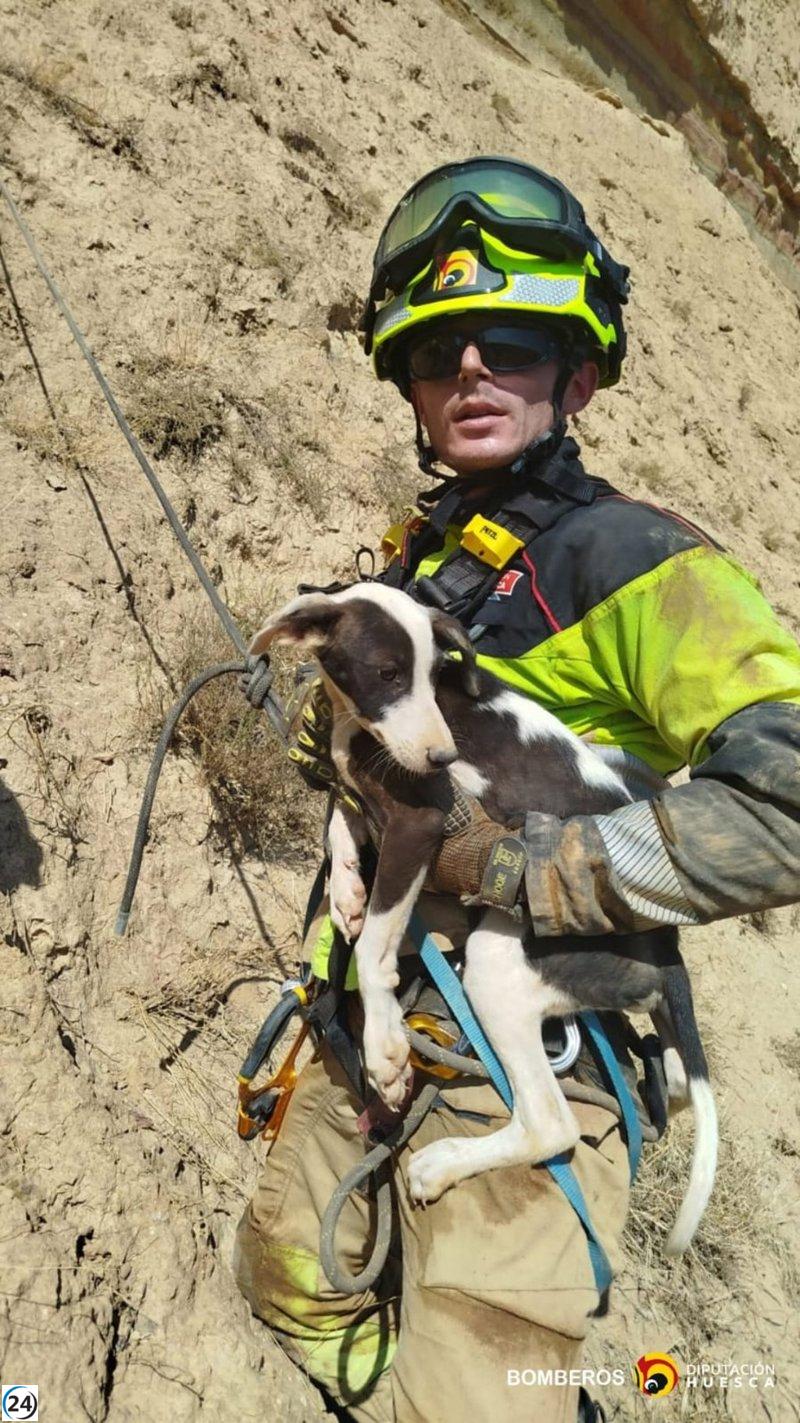 Bomberos salvan a perro atrapado en un risco de Alcolea, a 40 metros de altura.