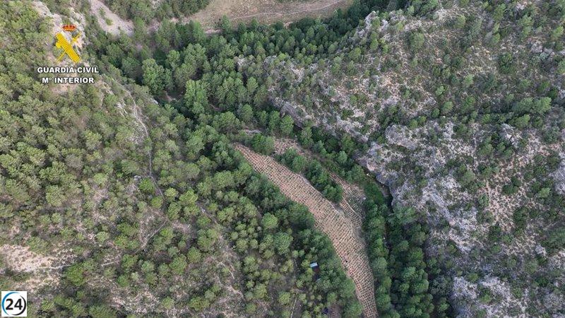 Desmantelan tres cultivos de marihuana en Teruel y arrestan a dos sospechosos.
