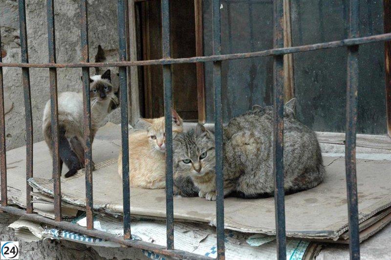 Mequinenza recluta voluntarios para el cuidado de gatos callejeros.