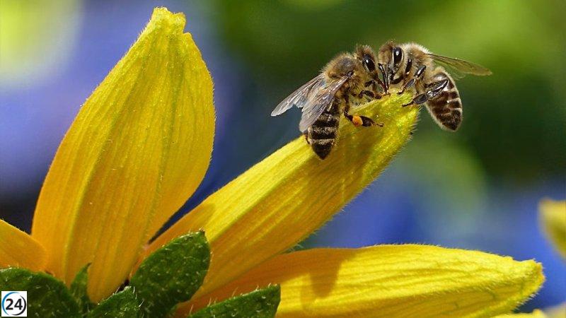 Detectan avispa asiática en Alcañiz, Teruel.