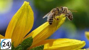 Detectan avispa asiática en Alcañiz, Teruel.