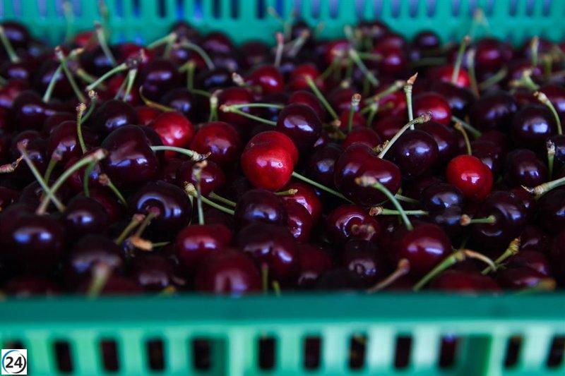 China permite la importación de cerezas españolas, beneficiando a los productores aragoneses.