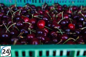 China permite la importación de cerezas españolas, beneficiando a los productores aragoneses.