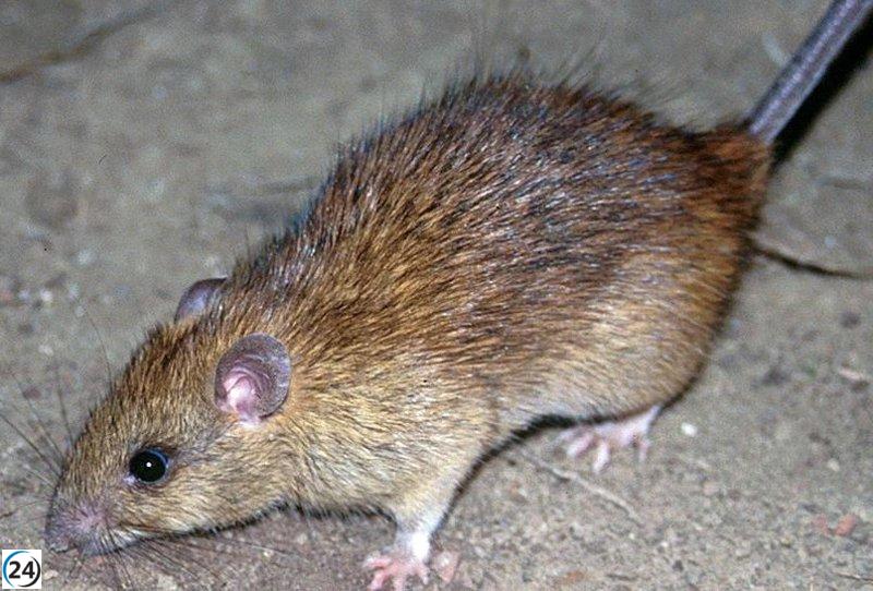PSOE exige a Chueca un plan urgente contra las ratas en Zaragoza.