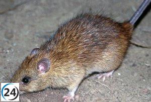 PSOE exige a Chueca un plan urgente contra las ratas en Zaragoza.
