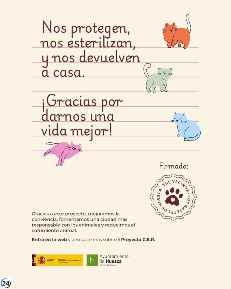 Huesca lanza iniciativa informativa para gestionar colonias de gatos.