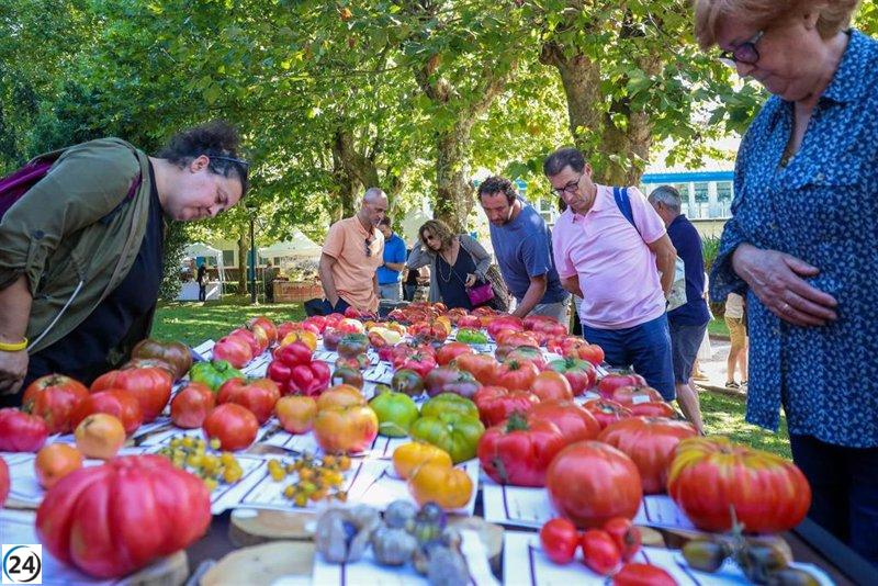 El mejor tomate de España revivido en Polanco: la variedad aragonesa en peligro de extinción.