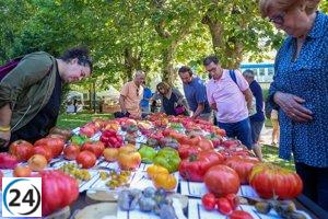 El mejor tomate de España revivido en Polanco: la variedad aragonesa en peligro de extinción.
