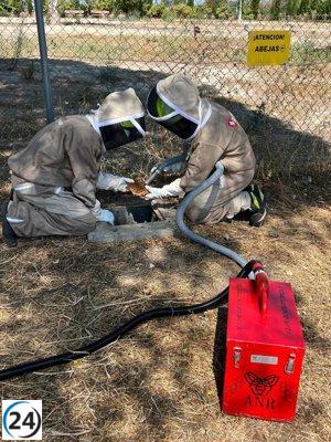 Bomberos de Zaragoza desaloja enjambre de 20.000 abejas en Valdespartera.